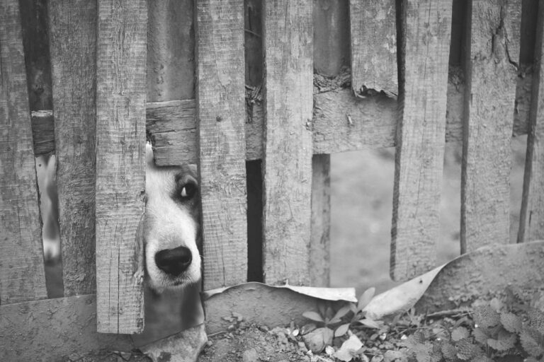 dog 1210565 1280