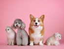 pets-3715733_1280
